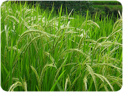 foto © Ludmila Schaferová